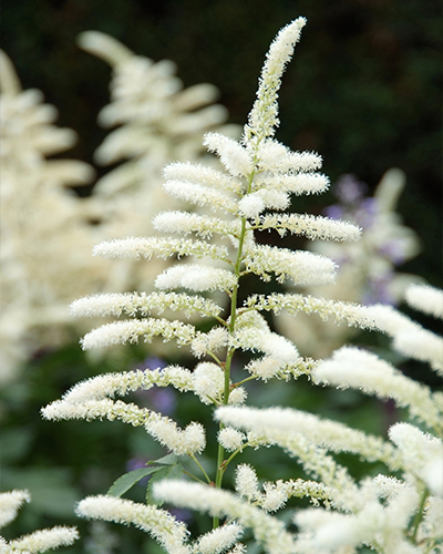 ASTILBE WASHINGTON - 25 ks